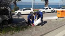 Karamürsel Belediyesi Sokak Hayvanlarını Unutmadı
