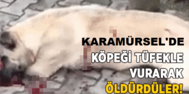 100732_kopek