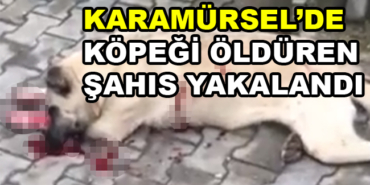 165946_kopek