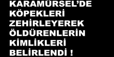 223247_kopekk