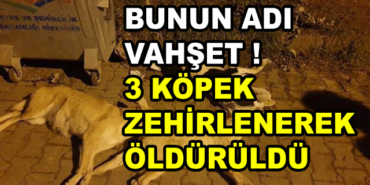 232947_kopek